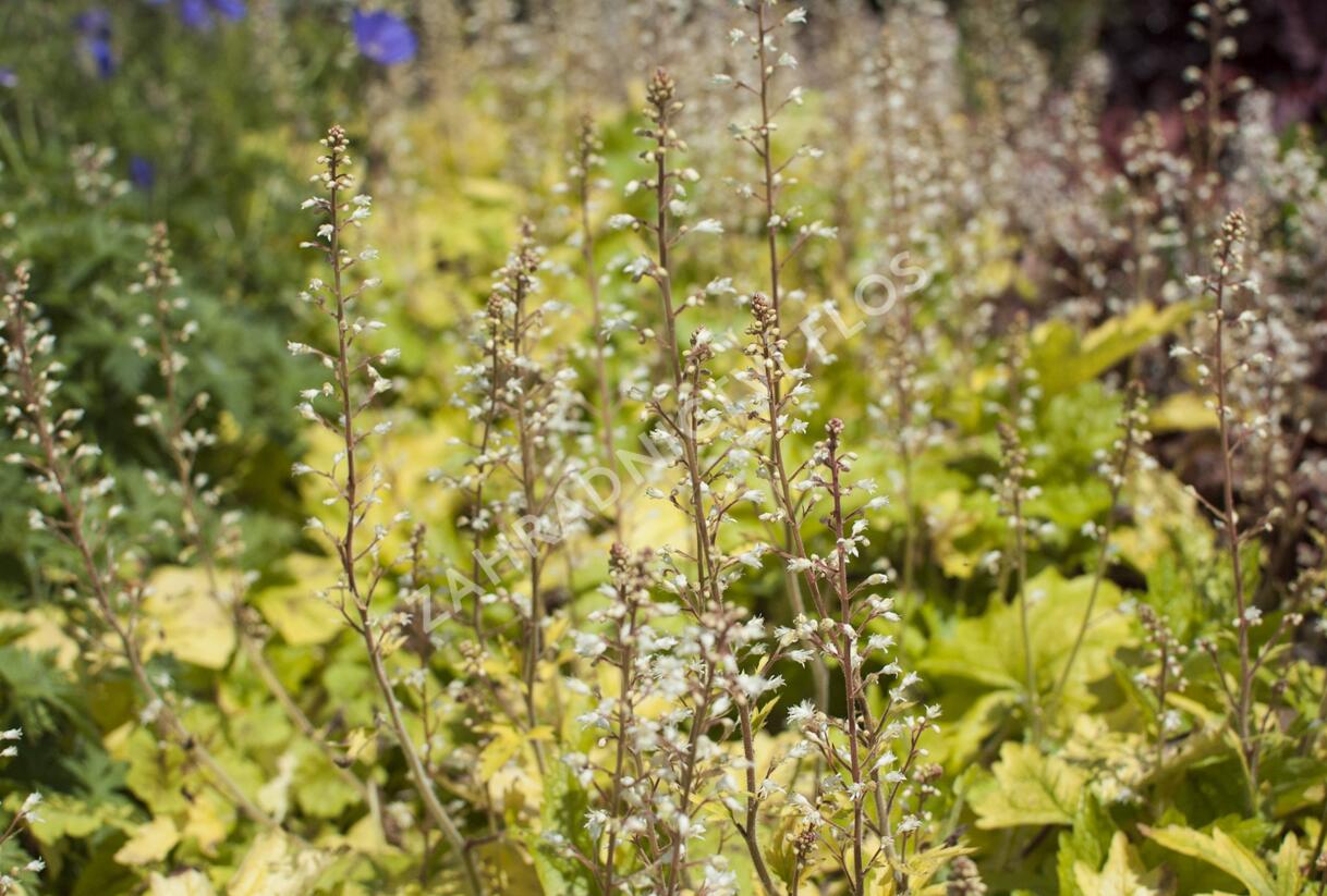 Dlužela 'Yellowstone Falls' - Heucherella hybrida 'Yellowstone Falls'