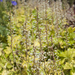 Dlužela 'Yellowstone Falls' - Heucherella hybrida 'Yellowstone Falls'