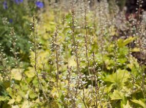 Dlužela 'Yellowstone Falls' - Heucherella hybrida 'Yellowstone Falls'