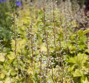 Dlužela 'Yellowstone Falls' - Heucherella hybrida 'Yellowstone Falls'