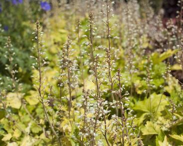 Dlužela 'Yellowstone Falls'