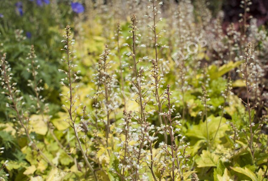 Dlužela 'Yellowstone Falls' - Heucherella hybrida 'Yellowstone Falls'