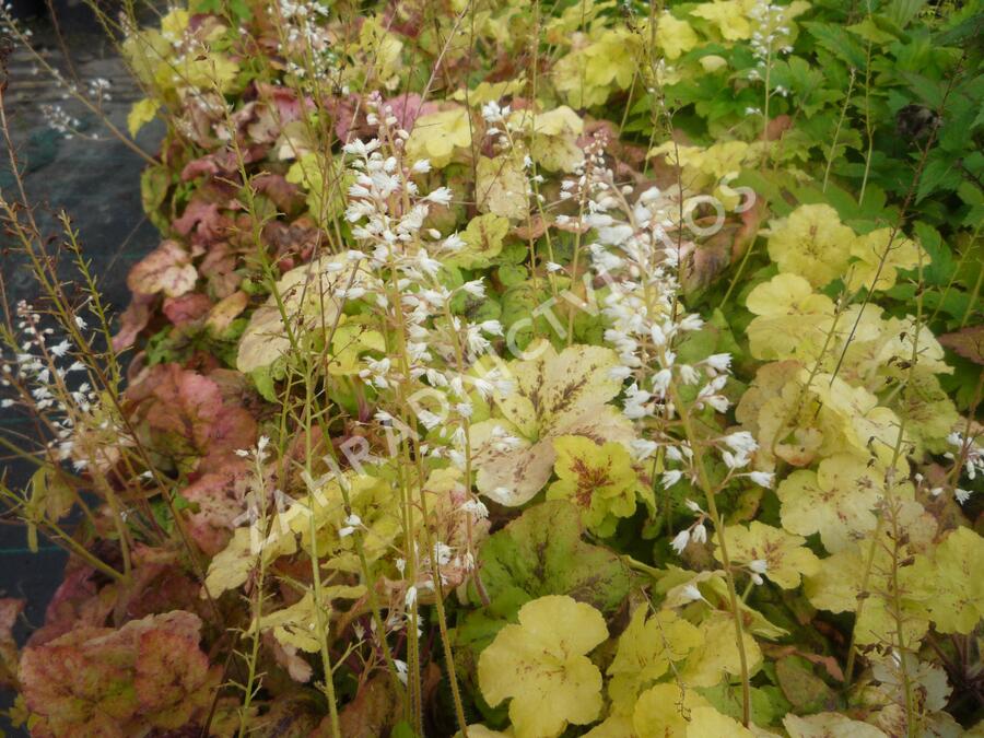 Dlužela 'Yellowstone Falls' - Heucherella hybrida 'Yellowstone Falls'