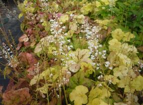 Dlužela 'Yellowstone Falls' - Heucherella hybrida 'Yellowstone Falls'