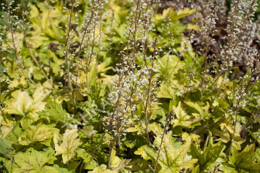 Dlužela 'Yellowstone Falls' - Heucherella hybrida 'Yellowstone Falls'