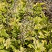 Dlužela 'Yellowstone Falls' - Heucherella hybrida 'Yellowstone Falls'