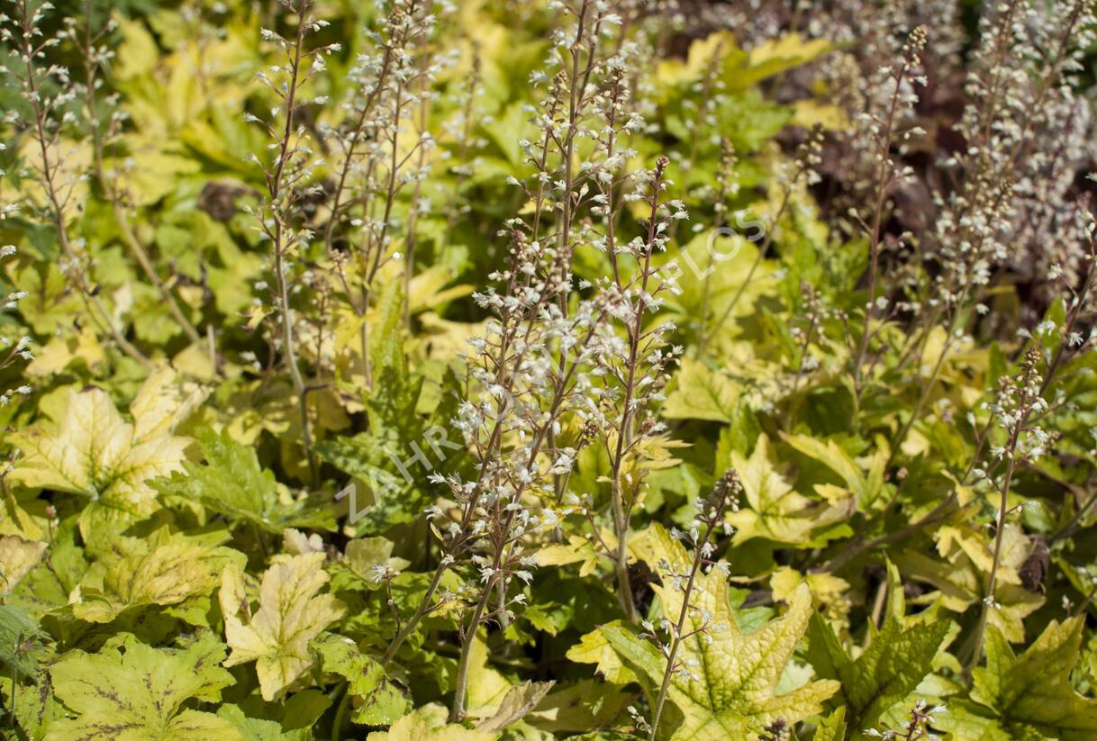 Dlužela 'Yellowstone Falls' - Heucherella hybrida 'Yellowstone Falls'