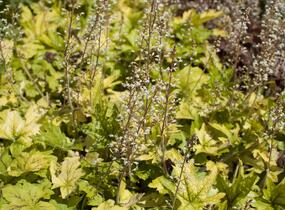 Dlužela 'Yellowstone Falls' - Heucherella hybrida 'Yellowstone Falls'