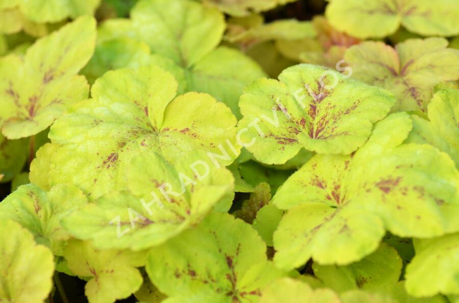 Dlužela 'Yellowstone Falls' - Heucherella hybrida 'Yellowstone Falls'