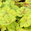 Dlužela 'Yellowstone Falls' - Heucherella hybrida 'Yellowstone Falls'