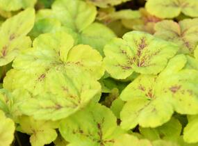 Dlužela 'Yellowstone Falls' - Heucherella hybrida 'Yellowstone Falls'