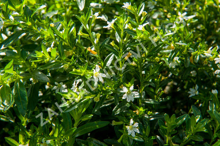 Hlazenec ohnivý 'Alba' - Cuphea hyssopifolia 'Alba'