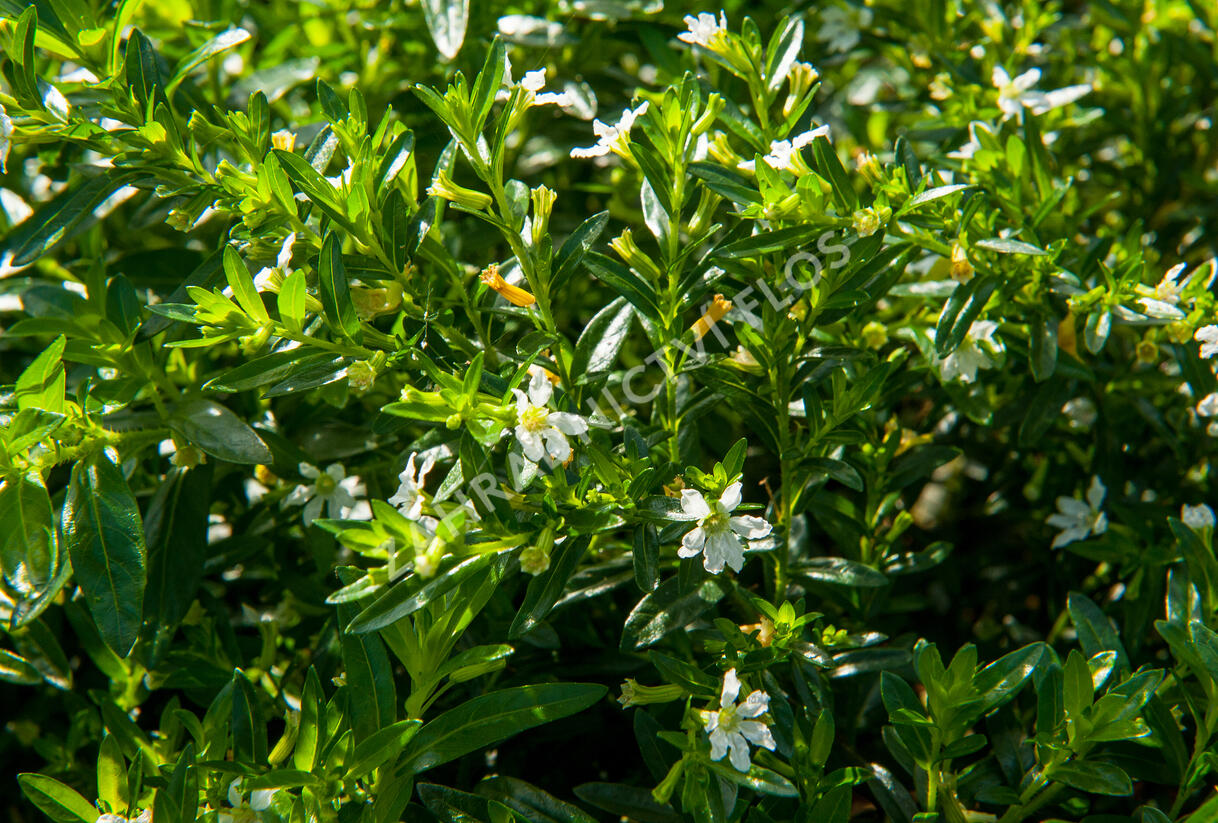 Hlazenec ohnivý 'Alba' - Cuphea hyssopifolia 'Alba'