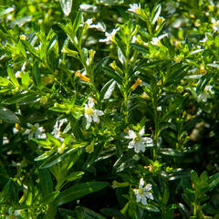 Hlazenec ohnivý 'Alba' - Cuphea hyssopifolia 'Alba'