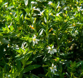 Hlazenec ohnivý 'Alba' - Cuphea hyssopifolia 'Alba'