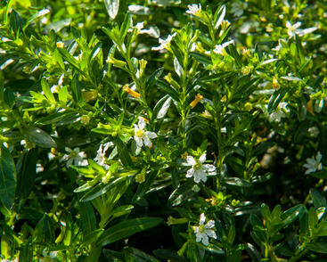 Hlazenec ohnivý 'Alba'