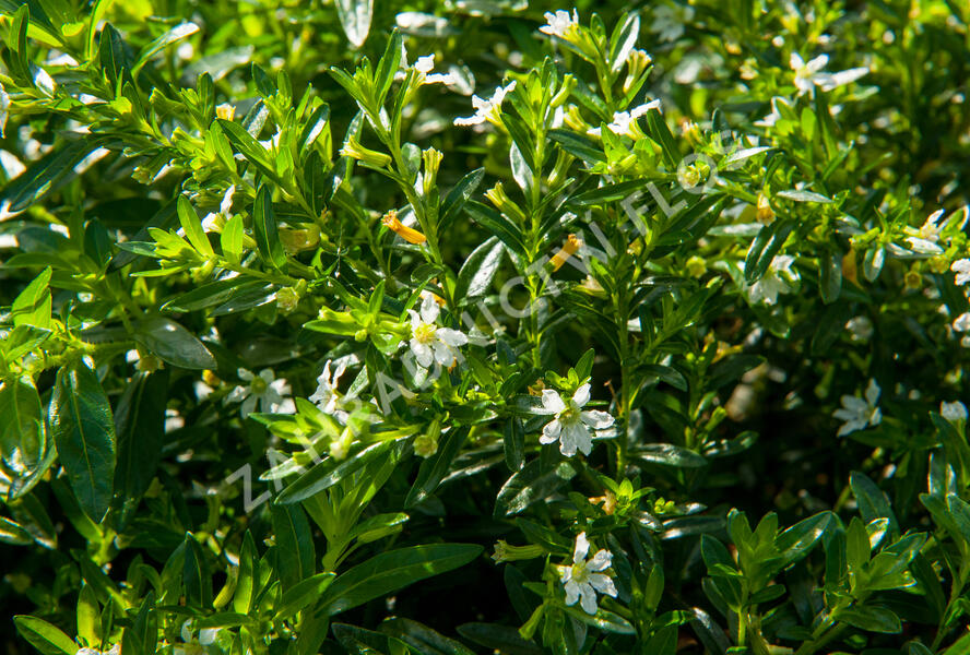 Hlazenec ohnivý 'Alba' - Cuphea hyssopifolia 'Alba'