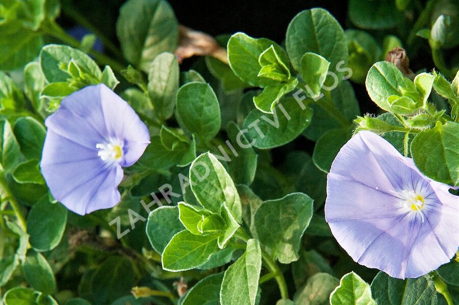 Svlačec savojský 'Compact Blue' - Convolvulus sabatius 'Compact Blue'