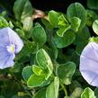 Svlačec savojský 'Compact Blue' - Convolvulus sabatius 'Compact Blue'