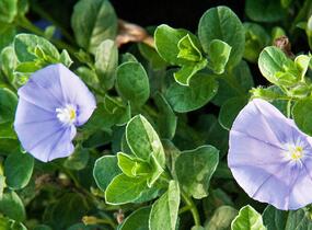 Svlačec savojský 'Compact Blue' - Convolvulus sabatius 'Compact Blue'