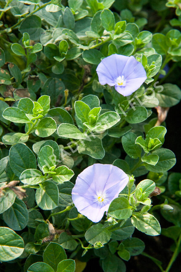 Svlačec savojský 'Compact Blue' - Convolvulus sabatius 'Compact Blue'