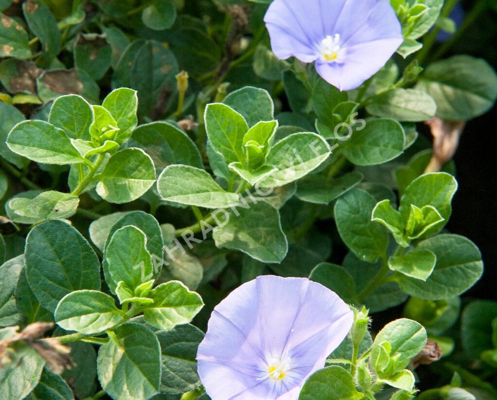 Svlačec savojský 'Compact Blue' - Convolvulus sabatius 'Compact Blue'