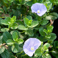 Svlačec savojský 'Compact Blue' - Convolvulus sabatius 'Compact Blue'