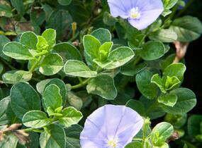 Svlačec savojský 'Compact Blue' - Convolvulus sabatius 'Compact Blue'