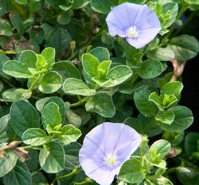 Svlačec savojský 'Compact Blue' - Convolvulus sabatius 'Compact Blue'