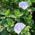 svlacec-savojsky-compact-blue.jpg
