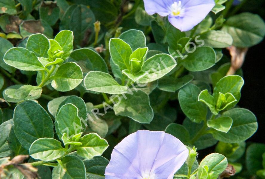 Svlačec savojský 'Compact Blue' - Convolvulus sabatius 'Compact Blue'