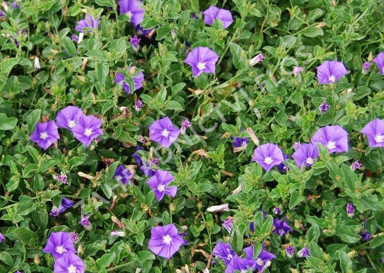 Svlačec savojský 'Compact Blue' - Convolvulus sabatius 'Compact Blue'