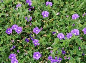 Svlačec savojský 'Compact Blue' - Convolvulus sabatius 'Compact Blue'
