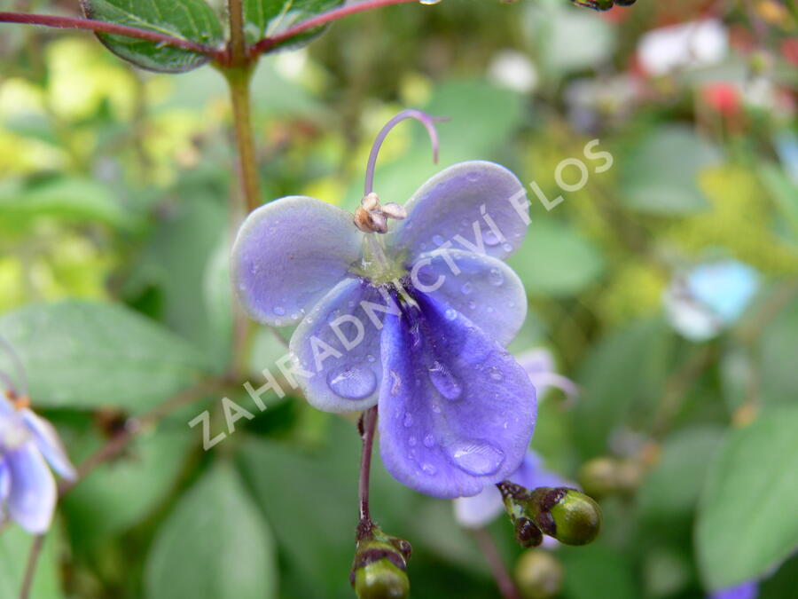 Blahokeř - Clerodendrum ugandense