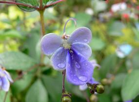 Blahokeř - Clerodendrum ugandense