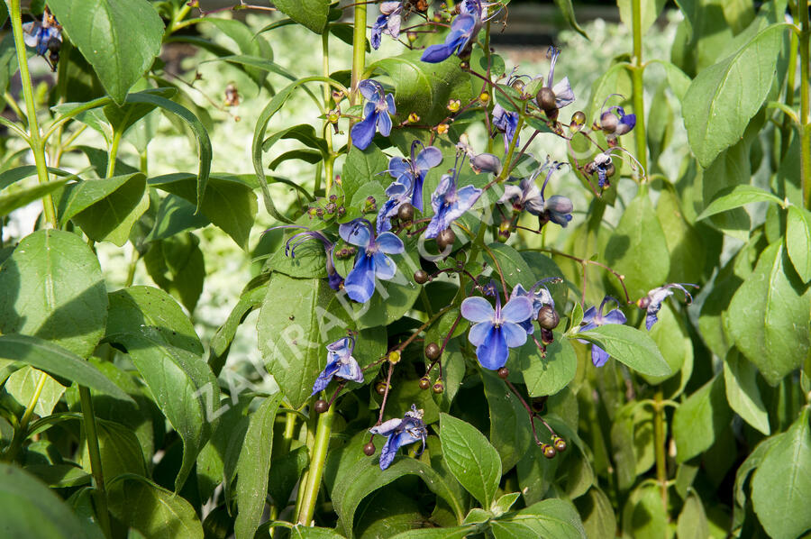 Blahokeř - Clerodendrum ugandense