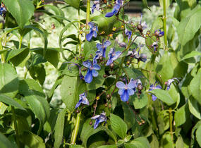 Blahokeř - Clerodendrum ugandense