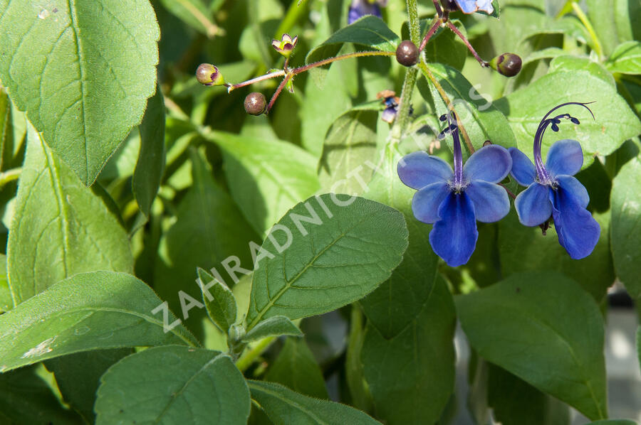 Blahokeř - Clerodendrum ugandense