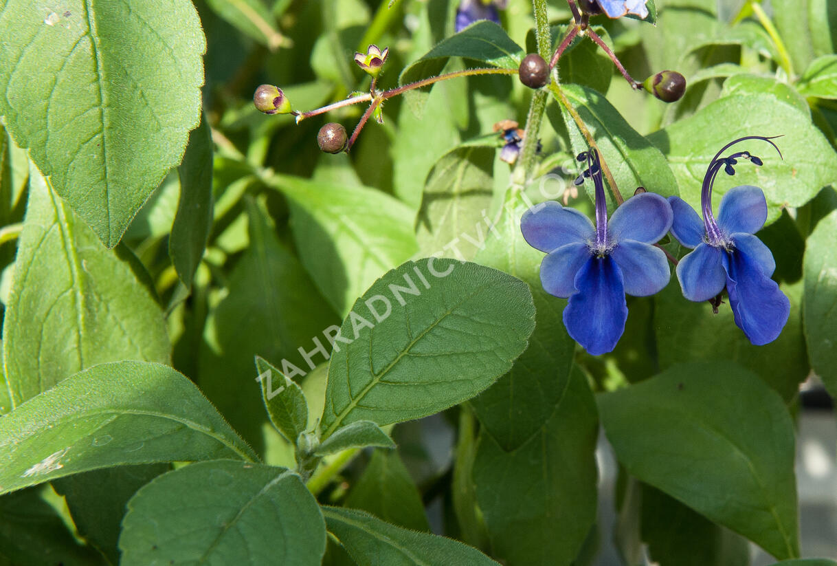 Blahokeř - Clerodendrum ugandense