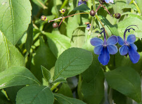 Blahokeř - Clerodendrum ugandense