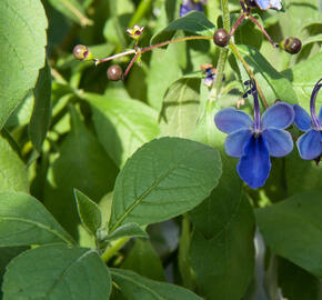 Blahokeř - Clerodendrum ugandense