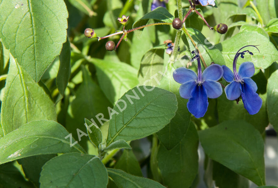 Blahokeř - Clerodendrum ugandense