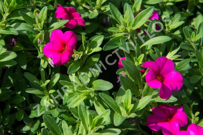 Minipetúnie, Million Bells 'Callie Rose with Eye' - Calibrachoa hybrida 'Callie Rose with Eye'