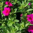 Minipetúnie, Million Bells 'Callie Rose with Eye' - Calibrachoa hybrida 'Callie Rose with Eye'