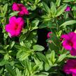 Minipetúnie, Million Bells 'Callie Rose with Eye' - Calibrachoa hybrida 'Callie Rose with Eye'