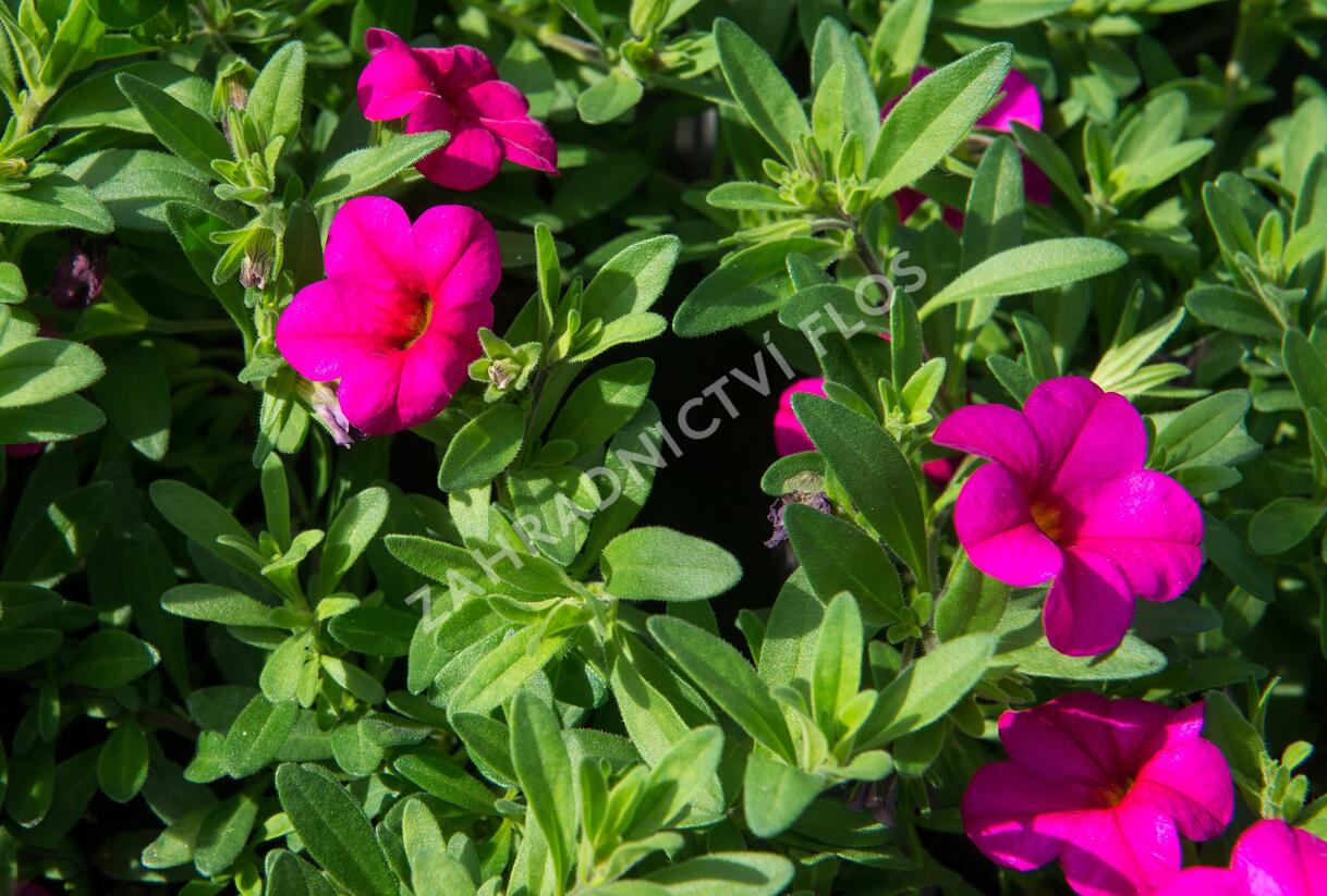 Minipetúnie, Million Bells 'Callie Rose with Eye' - Calibrachoa hybrida 'Callie Rose with Eye'