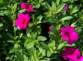 Minipetúnie, Million Bells 'Callie Rose with Eye' - Calibrachoa hybrida 'Callie Rose with Eye'