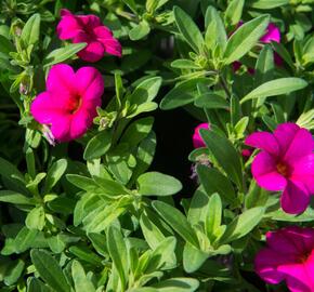 Minipetúnie, Million Bells 'Callie Rose with Eye' - Calibrachoa hybrida 'Callie Rose with Eye'