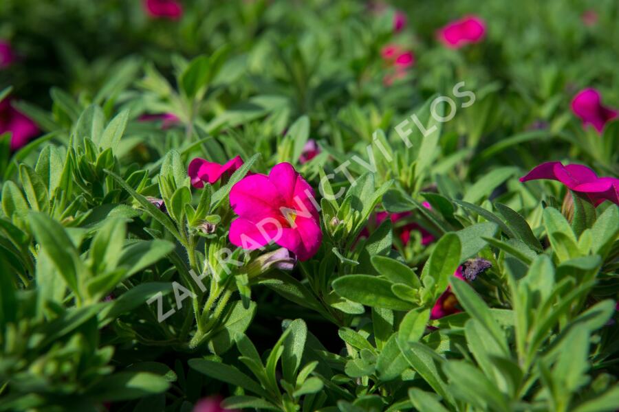 Minipetúnie, Million Bells 'Callie Rose with Eye' - Calibrachoa hybrida 'Callie Rose with Eye'