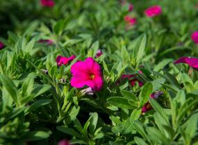 Minipetúnie, Million Bells 'Callie Rose with Eye' - Calibrachoa hybrida 'Callie Rose with Eye'